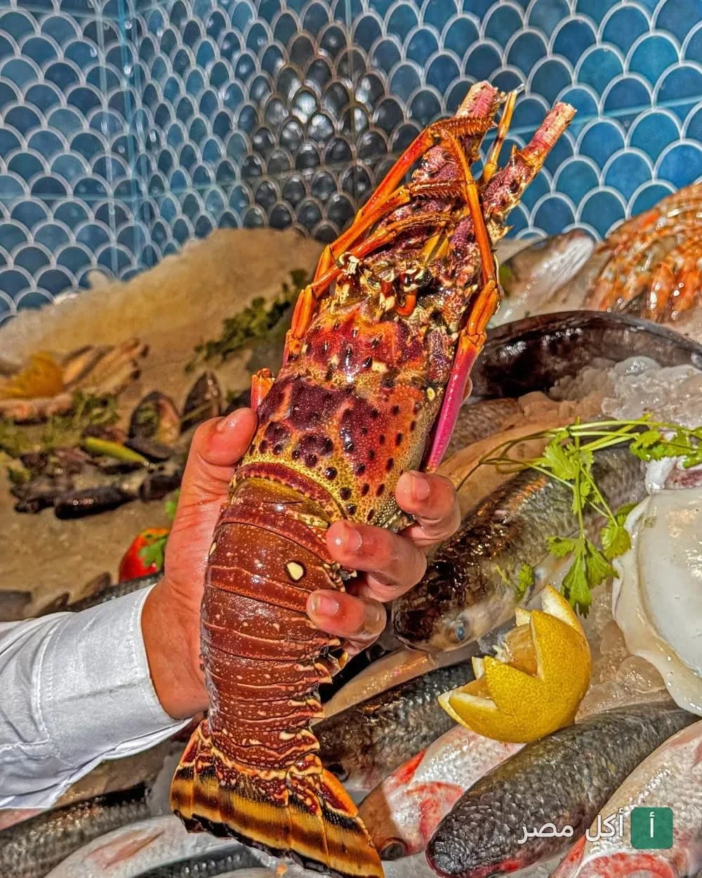 يد تمسك استاكوزا طازجة فوق عرض من الأسماك المتنوعة في مطعم fish_غلك بالبساتين.
