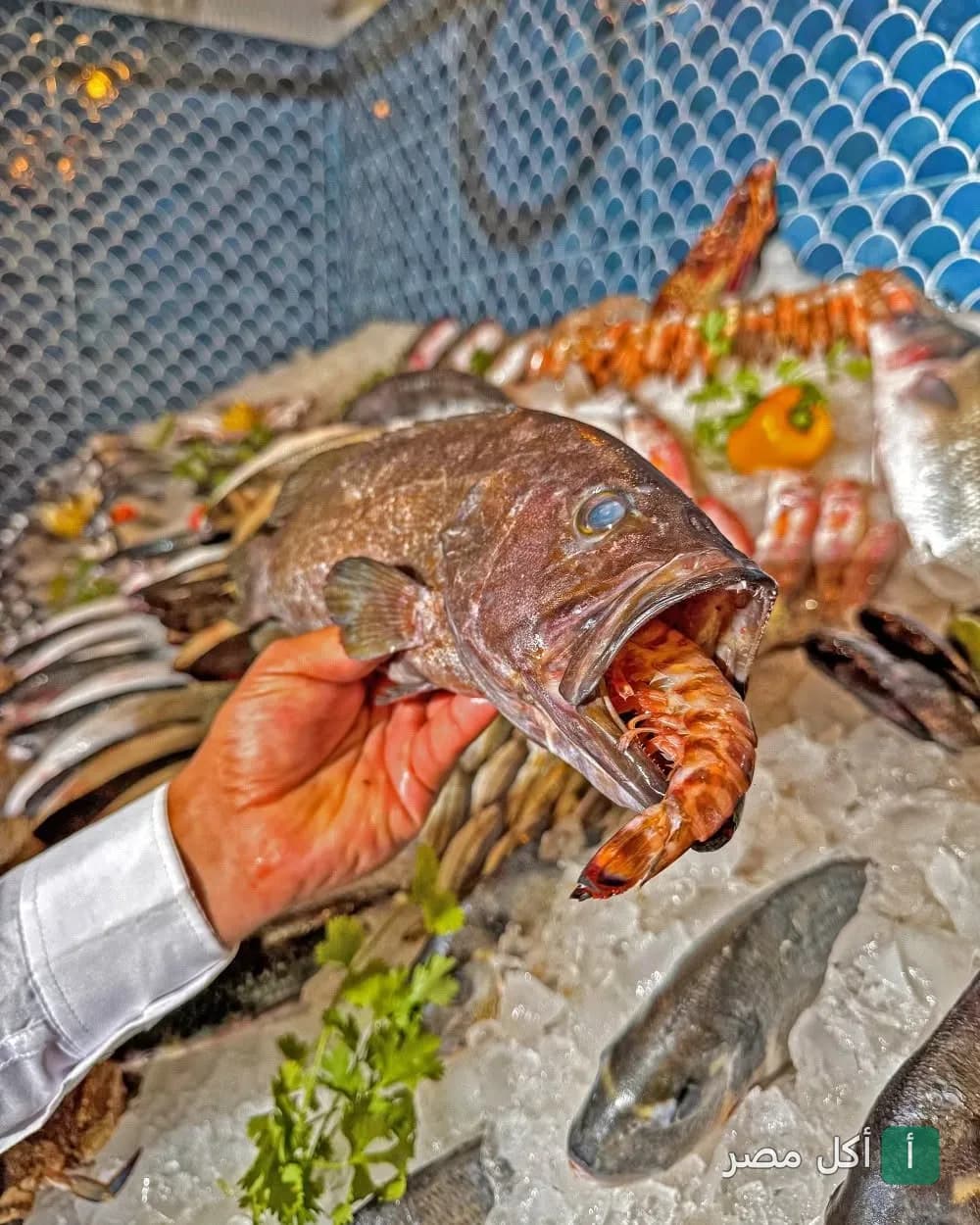 سمكة طازجة تمسك بجمبري في فمها معروضة على الثلج في مطعم fish_غلك بالبساتين.