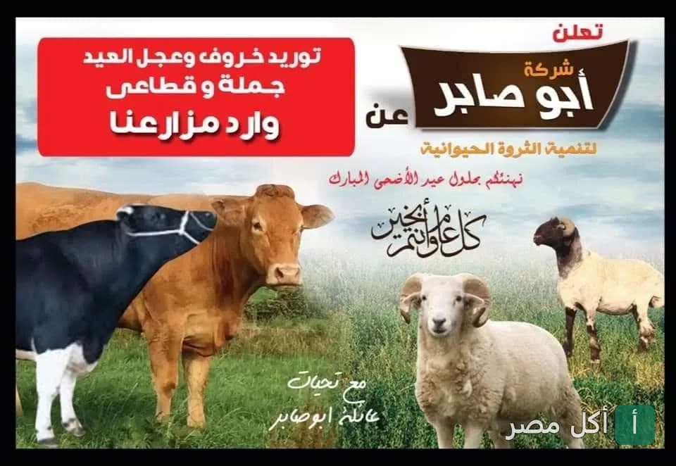 إعلان شركة أبو صابر لتنمية الثروة الحيوانية وتوريد خراف وعجول العيد في العامرية بالإسكندرية.
