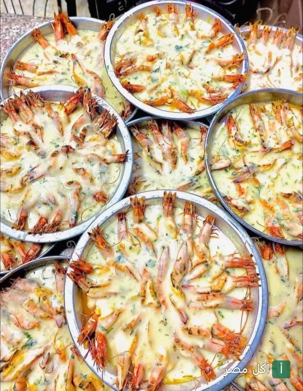 أطباق جمبري بصوص الكريمة في مطعم عالم البحار ببور فؤاد