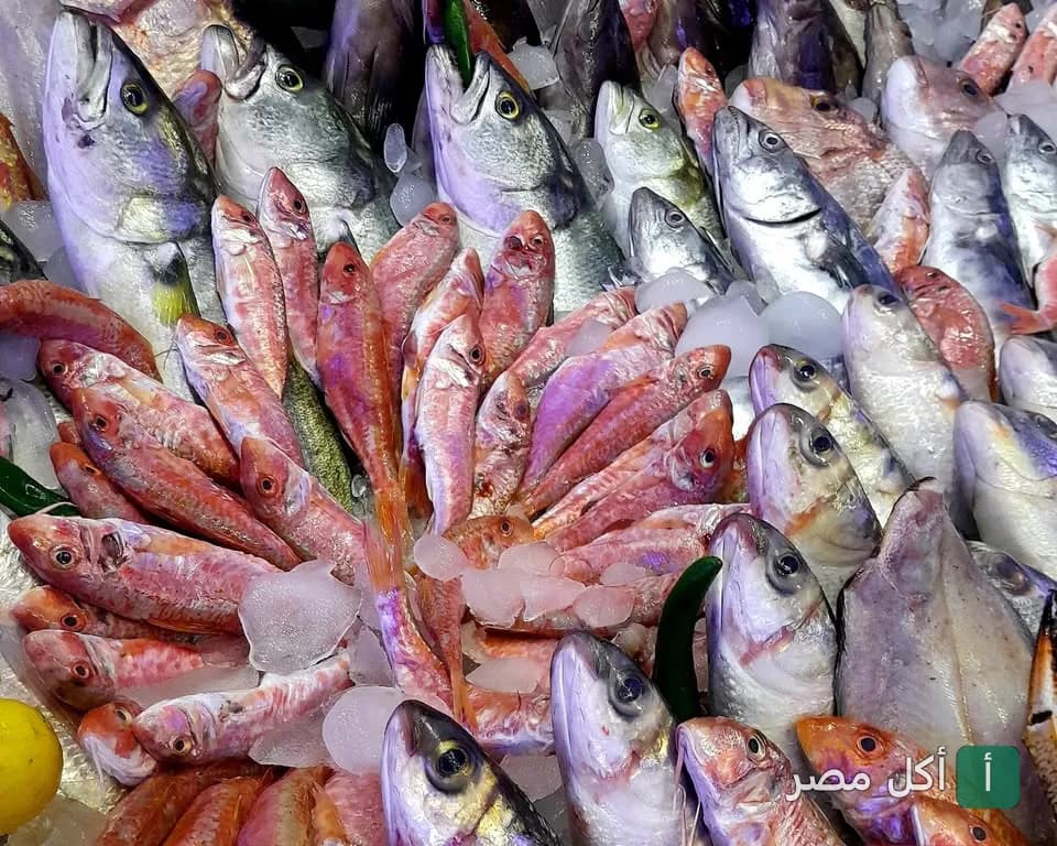 تشكيلة متنوعة من الأسماك الطازجة معروضة على الثلج في مطعم زفيريون بأبو قير، الإسكندرية.