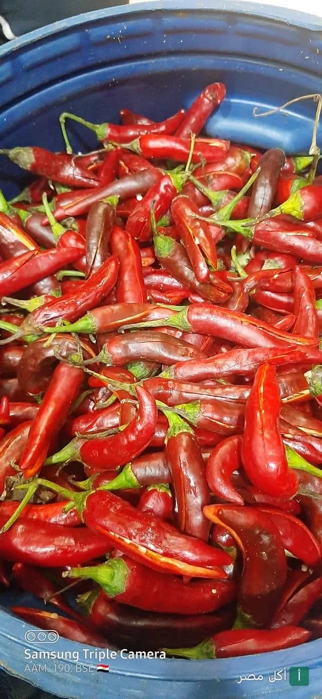 كمية كبيرة من الفلفل الأحمر الحار الطازج في مطعم كبدة ومخ حمص بإمبابة.