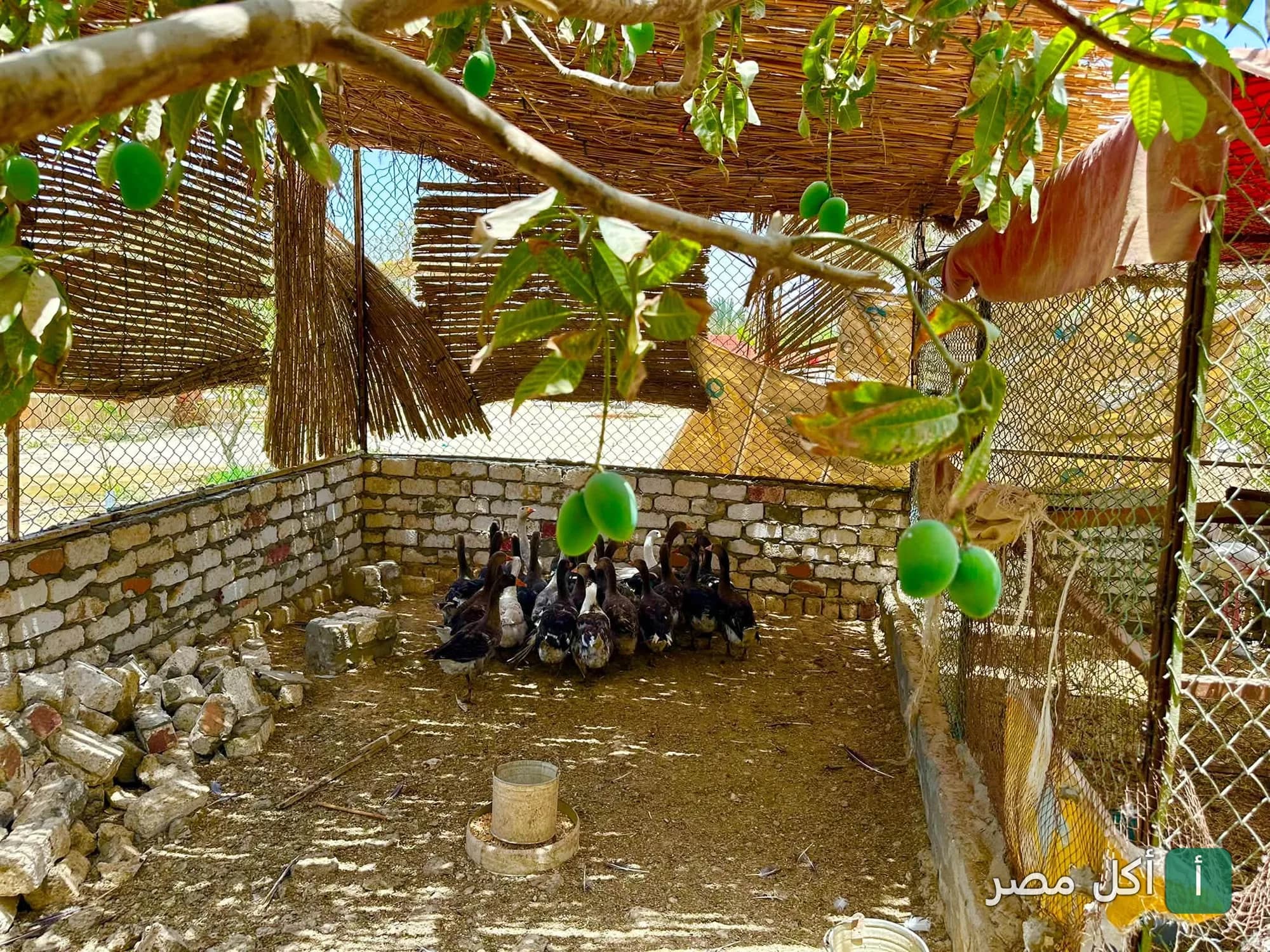 مجموعة من البط داخل حظيرة ريفية في مطعم قرية الريف العربي بشبرامنت