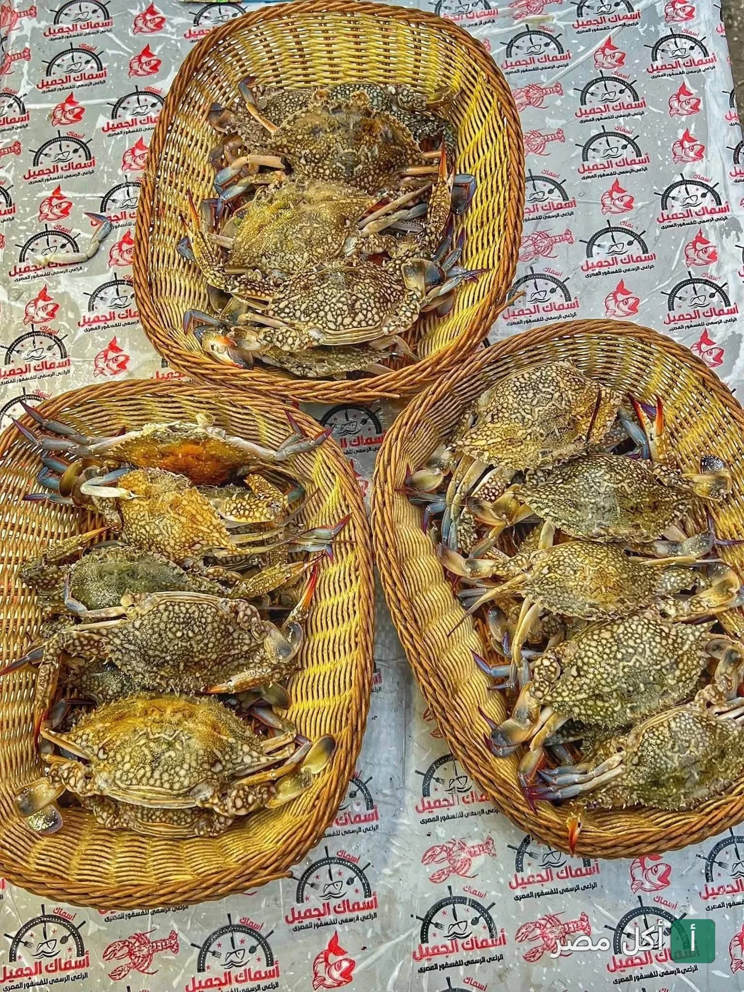 ثلاث سلال خوص مليئة بالكابوريا الطازجة في مطعم أسماك الجميل بالخليفة.