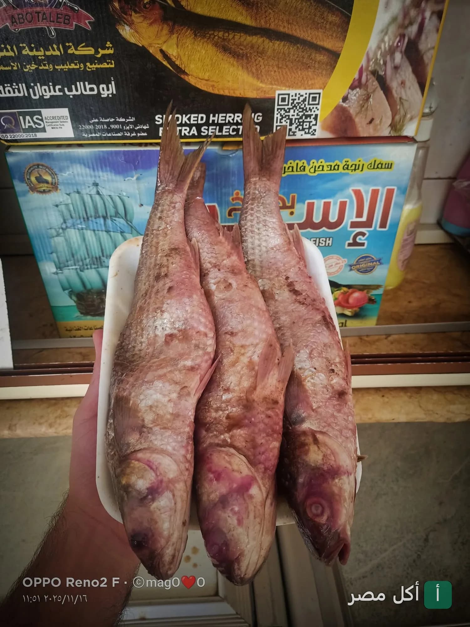 ثلاث سمكات بوري مملحة طازجة في طبق فوم لدى فسخاني الشعب بمينا البصل.